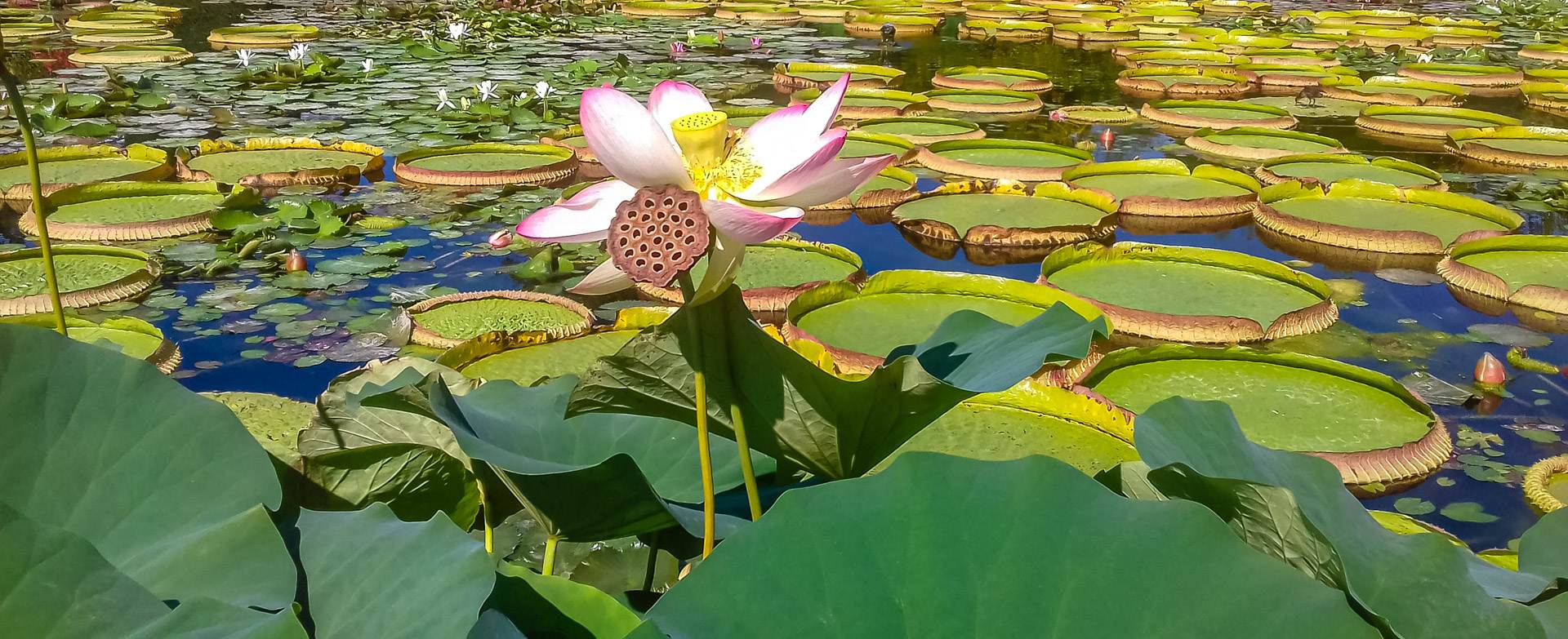 Healing Evolving Foto Lotusblume