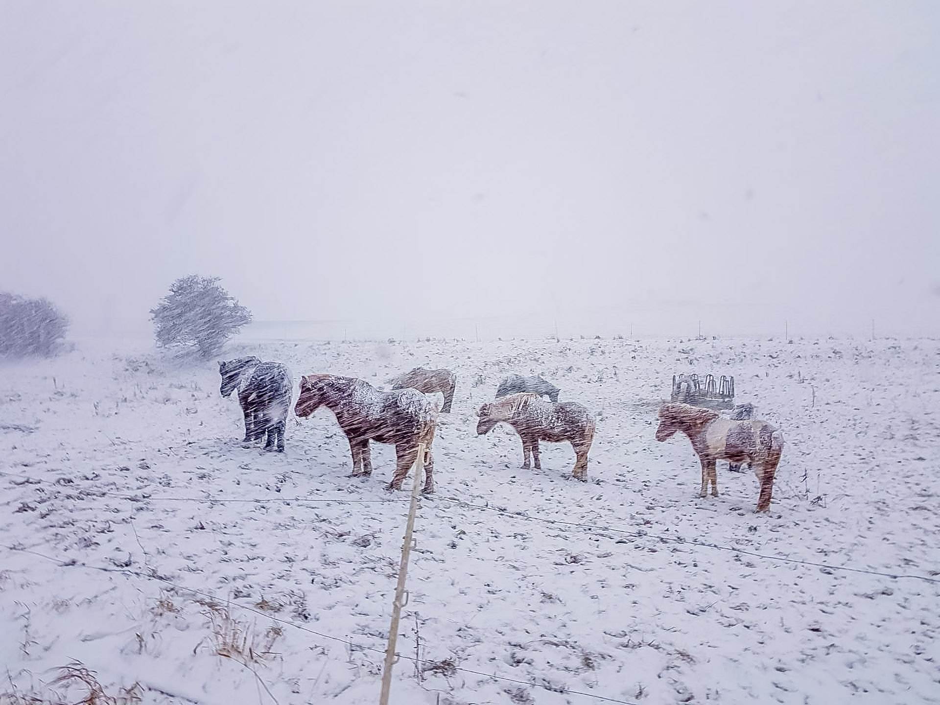 Healing Evolving Foto islandpferde im schnee